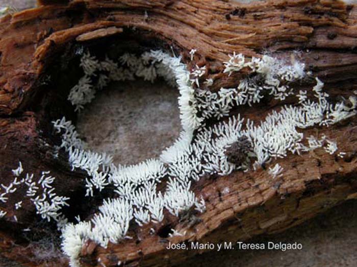 Ceratiomyxa fruticulosa